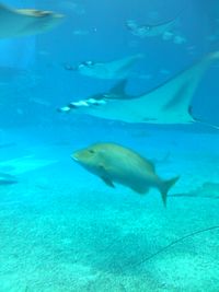 水族館3